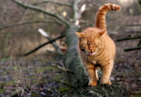 Taking a walk - cat, walking, orange, feline, tree