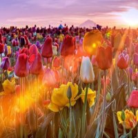 Lighted Tulips Field