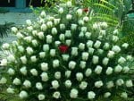 Bouquet of white roses