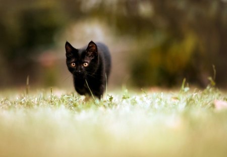 Cat - paws, face, pretty, cute, beautiful, kitty, cats, kitten, lovely, cat face