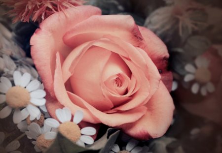 ✿..Lovely..✿ - roses, pink orange, amour, lovely, pink, orange, flowers, nature, for u