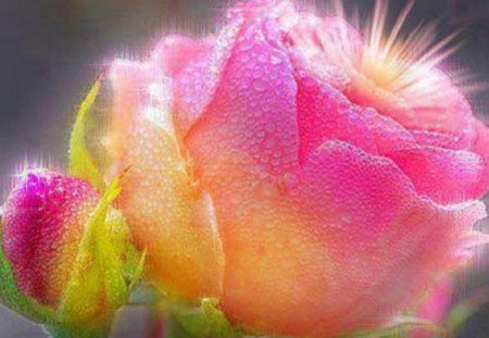 Coloured rose - petal, buds, pink rose, color, rose, lovely