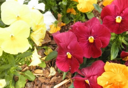 ~Pretty Pansies~ - nature, colorful, flowers, lovely, spring, pansies