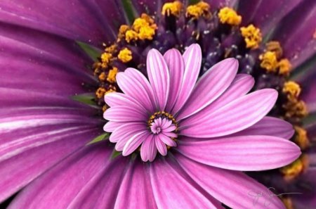 The Purple Droste - nature, purple, pretty, petals, unique, flower, spring, droste