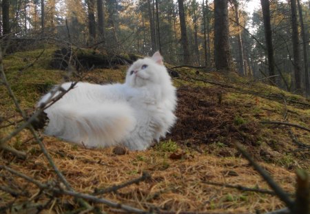 Carsima the Forest Cat - carisma, tree, forest, cat