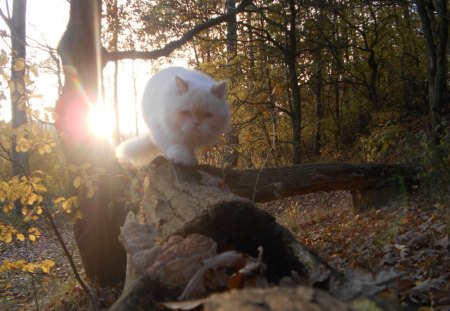 Forest Cat - carisma, forest, cat, sun