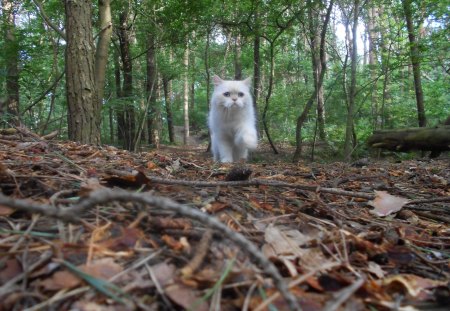 Mie the Forest Cat - carisma, tree, forest, cat