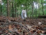 Mie the Forest Cat