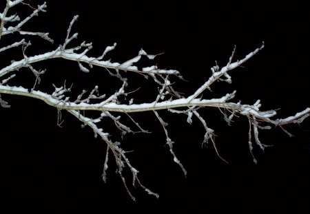 Branch - branch white, snow black winter branch white, snow, winter, black