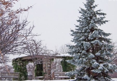 EverGreen - tree, winter, evergreen, snow