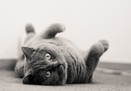 Cat - whiskers, animal, cute, black and white, cat, relax, eyes, fur, paw