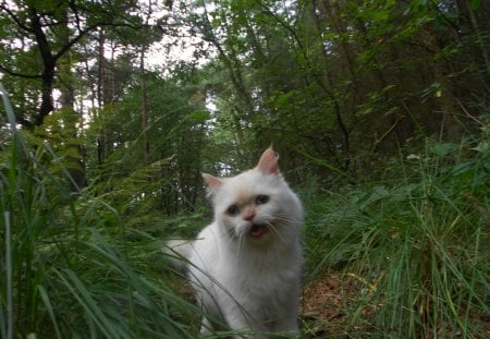 :-DP - carisma, summer, forest, cat