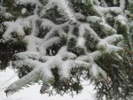 Icy Evergreen