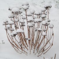 Snow Caps