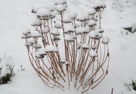 Snow Caps - Plants, Snow, Frozen, Fields