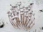 Snow Caps