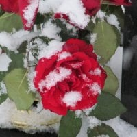 Roses in the Snow