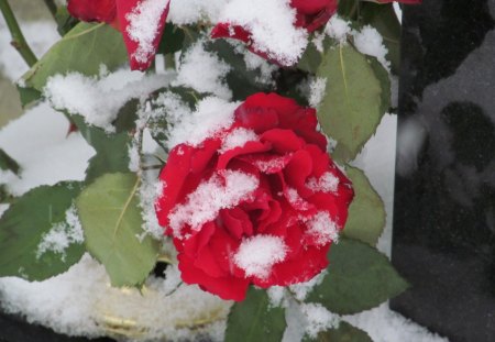 Roses in the Snow - frozen, flora, roses, snow