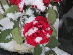 Roses in the Snow