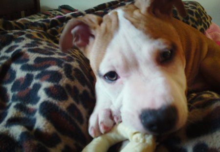 Lucky chewing on his bone - puppy, animal, bone, dog