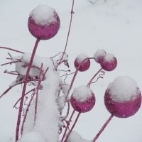 Snow Orbs