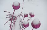 Snow Orbs