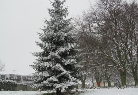 Standing Tall - evergreens, forests, trees, snow