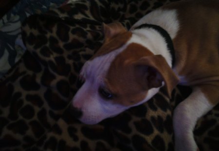 Lucky laying on a cheetah print blanket - dog, puppy, animal, pitbull