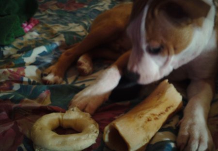 Lucky with two bones - animal, bones, puppy, dog