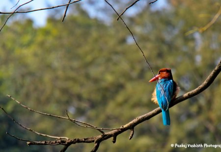 Mr Kingfisher - bird, colorful, blue, kingfisher