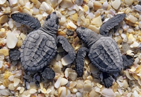 2 turtles - entertainment, people, animals, reptiles, other