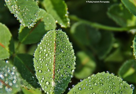 Little Droplets - dewdrops, waterdroplets, dew, macro