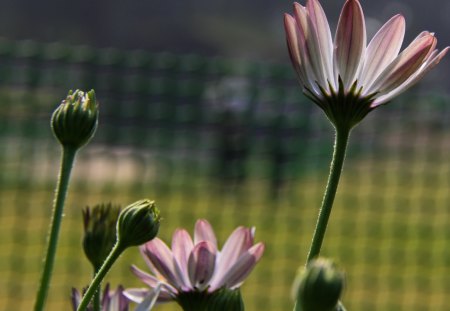 Flowers in the garden - flowers, flowerbuds, buds, field, morning, flower