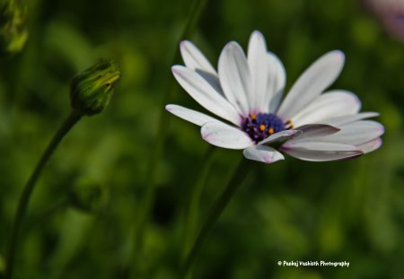 Flower and Flowerbud - nature, naturelover, naturelove, green, flower, flowerbud