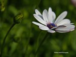 Flower and Flowerbud