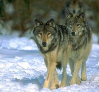 Pair of Grey Wolves