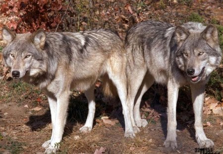 Grey Wolves - predators, wild, nature, wilderness