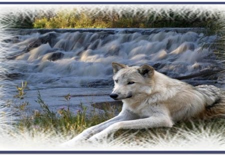 Wolf Country - wolf, watrfall, forest, grass