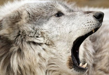 Time to Sleep - wolfrunning, majestic, wolf, canine, snow, dog, pack, mythical, the pack, wisdom beautiful, grey wolf, wild animal black, timber, canis lupus, abstract, winter, spirit, friendship, wolf pack, quotes, howl, howling, wolves, black, grey, white, nature, lobo, lone wolf, arctic, solitude, wallpaper