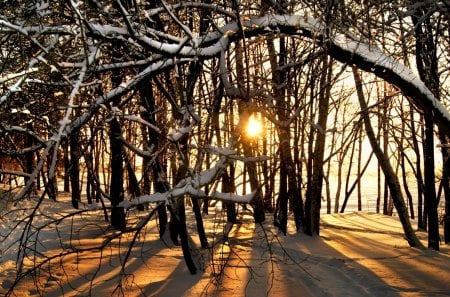 Winter - forest, winter, nature, sunset