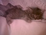 kitten sleeping