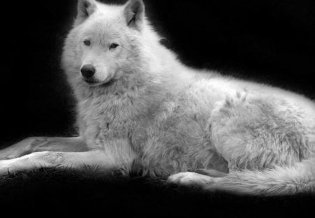 Waithing - wolves, white, lone wolf, timber, lobo, wild animal black, majestic, wallpaper, quotes, nature, wolf, snow, canine, arctic, solitude, howling, howl, wolf pack, wolf wallpaper, wisdom beautiful, black, grey wolf, pack, spirit, grey, dog, mythical, canis lupus, winter, abstract, wolfrunning, friendship, the pack