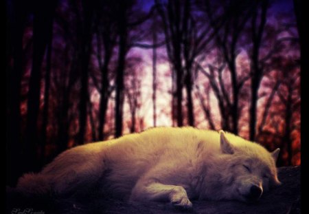 Too tired - howl, wolf pack, wisdom beautiful, black, grey wolf, pack, white, wolves, spirit, lone wolf, grey, dog, mythical, timber, canis lupus, lobo, wild animal black, winter, majestic, wallpaper, quotes, nature, wolf, abstract, snow, wolfrunning, friendship, the pack, canine, arctic, solitude, howling