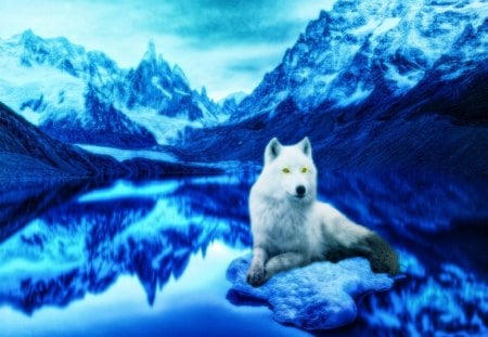 On the blue Sea - white, wolf, ice, blue