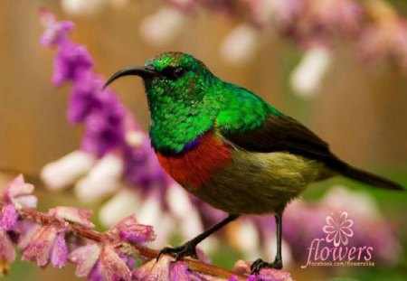 Enjoying Spring - flowers, birds, nature, spring, animals