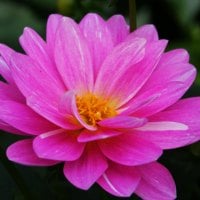 Beautiful pink flower