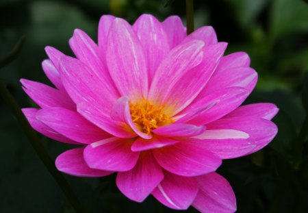 Beautiful pink flower - outside, pink, delicate, spring time, petals, summer time, flower