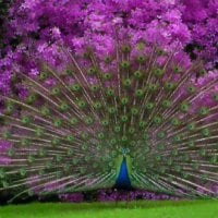 Purple Enhanced Peacock