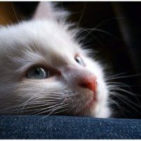kitty misses