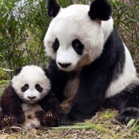 Adorable Pandas